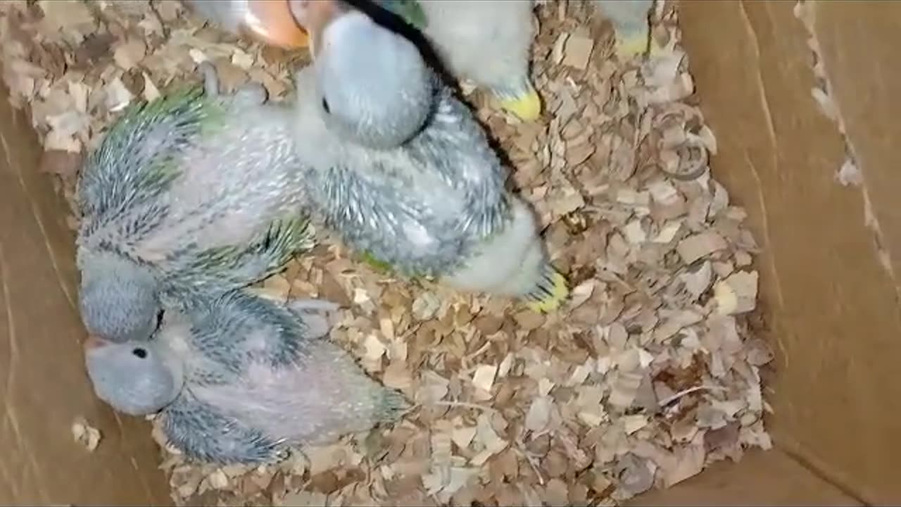 Birds video