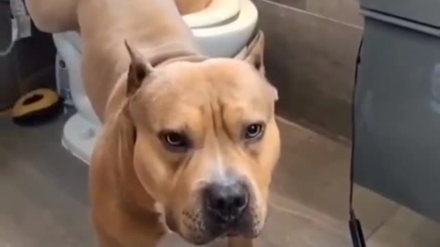 Pooping dog in toilet!