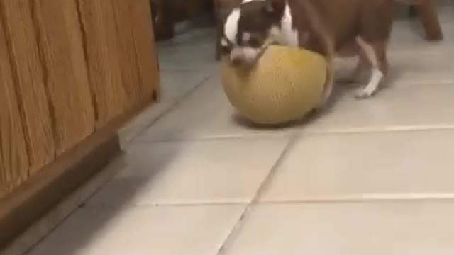 Dog trying to eat melon