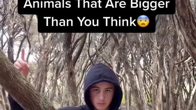 Animals that are bigger than we think