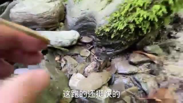 small river crab