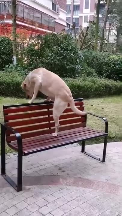 Cute & Funny Animals Videos 🐕‍🦺 Pets, Dogs & 🐱 Cats Compilation 2022 #shorts