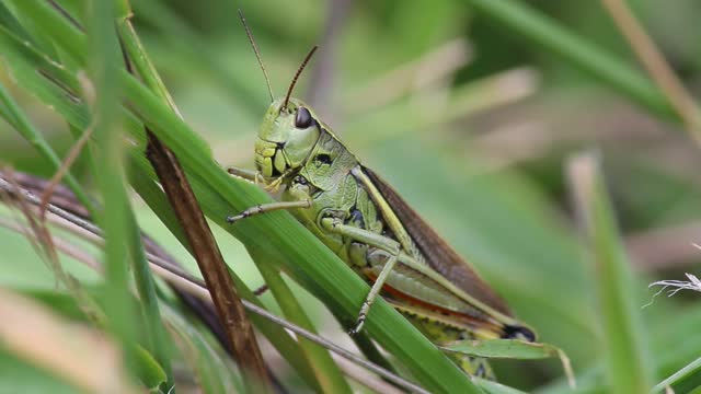 Swamp Locust