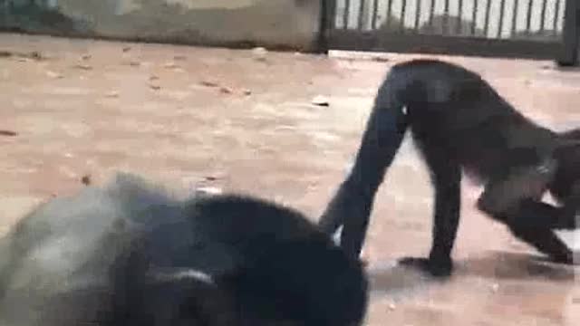 Always big monkey.