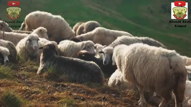 Kangal Dog Couldn't Protect Sheep Herd From Wolf, Then Look What Happened_Cut.mp4