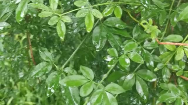 green leaves after rain