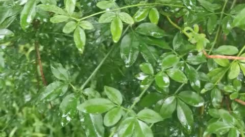 green leaves after rain