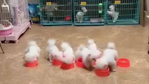 Cute and Funny Pomeranian Videos