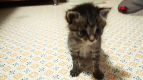 The pose that the kitten who wants to play stares at us with a happy face is cute.