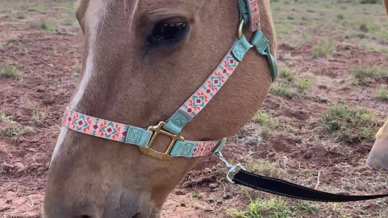 Meet Lightning: The Grazing Beauty of H5 Ranch