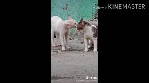 Funny Animal Fighting