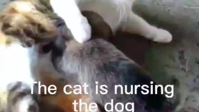 cat nurses dog