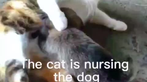 cat nurses dog