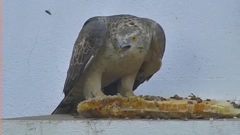 Honey buzzards eats bee larvae