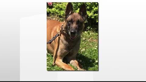 Missing Lithonia K9 found shot