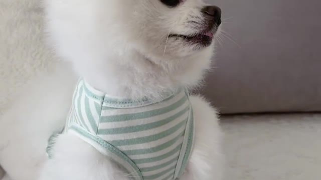 A puppy with eight characters outside
