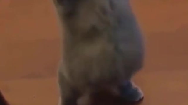 Cute Cat Funny Dancing