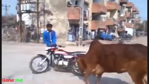 Exactly 2 domesticated animals in the road attack to bike man in t cow.