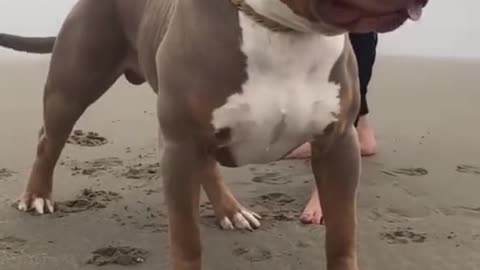 American bully dog
