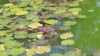 Water lily