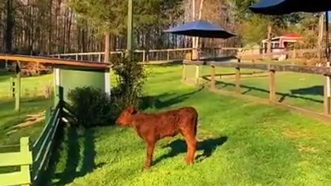 Baby Goats' morning routine