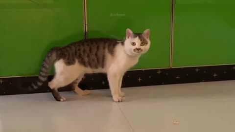 The cat wears a muzzle to prevent corona virus