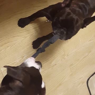 Size doesn't matter! French Bulldog beats Pitbull at tug of war!