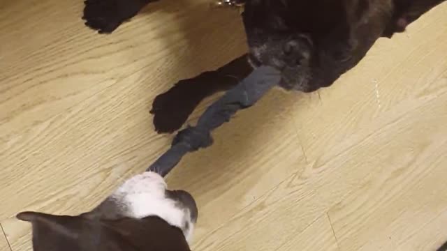 Size doesn't matter! French Bulldog beats Pitbull at tug of war!