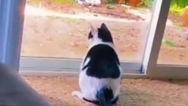 Cute pets funny moments 😹😹😹