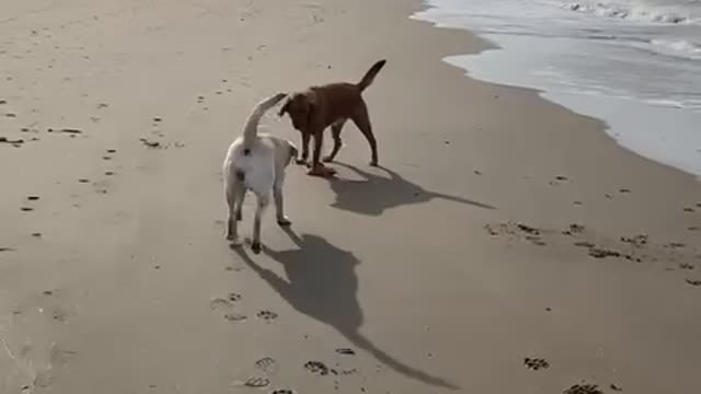 My dogs on the beach