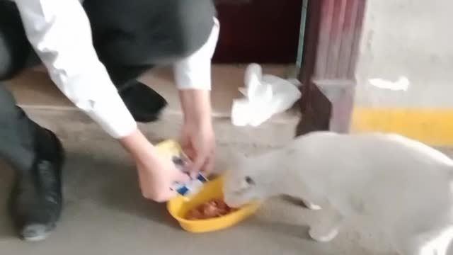 Cat feeding