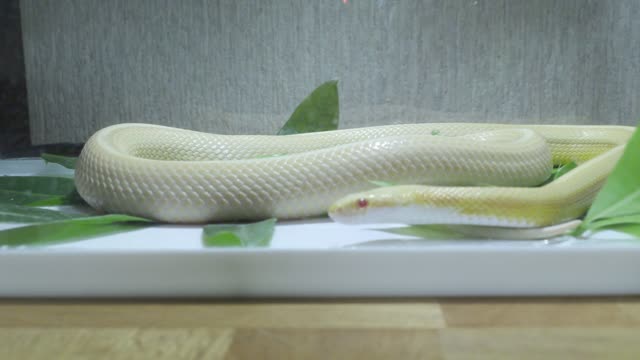 Close up Sneak Video Snake🐍 Short Video