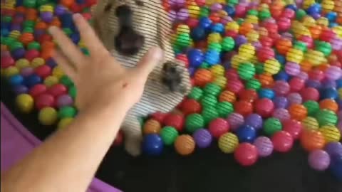 Dog 🐕🐕🐕🐕playing with ball