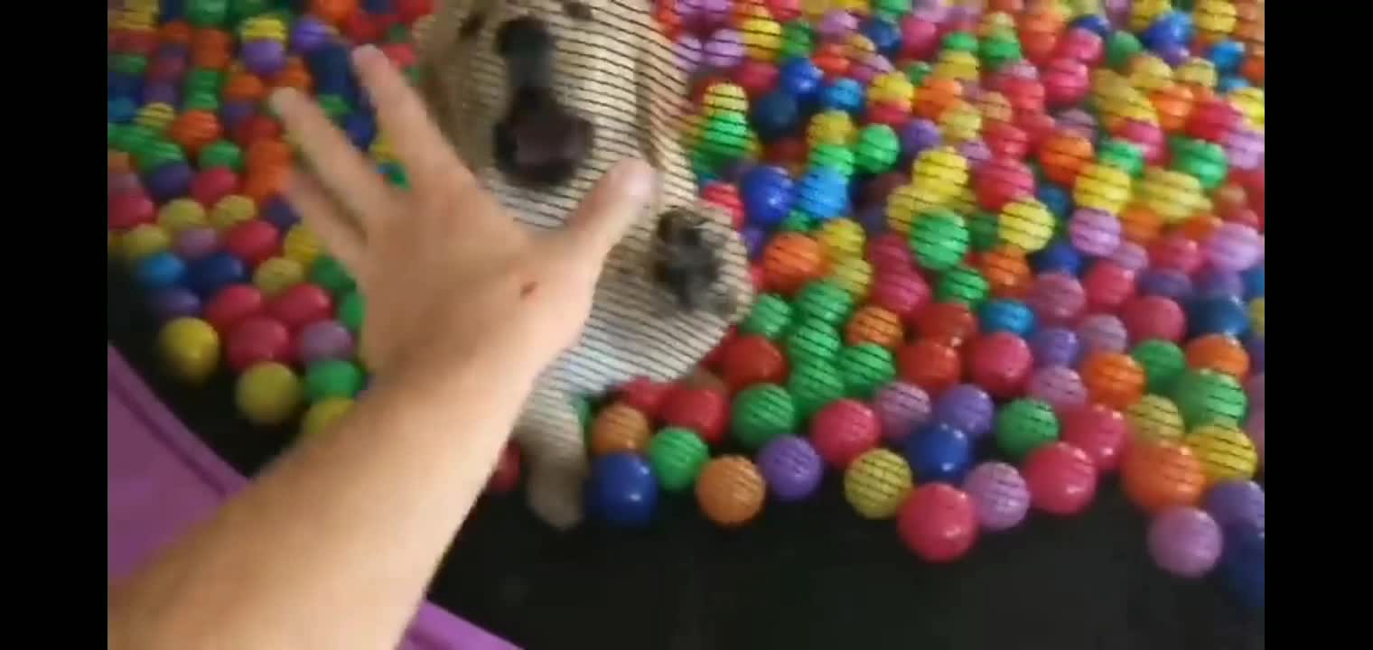 Dog ππππplaying with ball