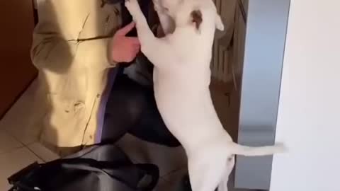 Baby Dogs - Cute and Funny Dog Videos Compilation