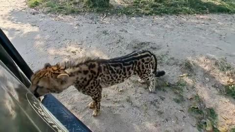 Cheetah sees her own reflection for the first time