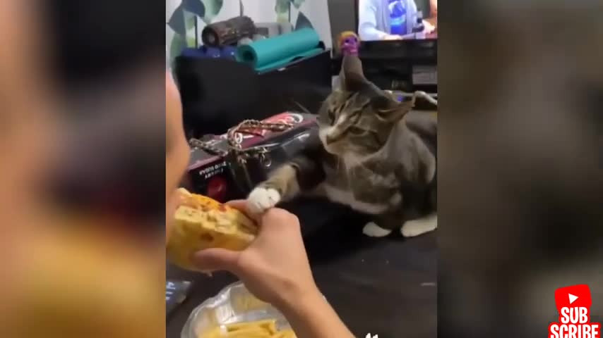 Funny and angry pets videos compilation