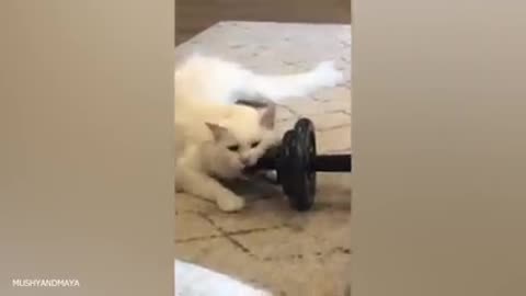 Baby dog funny video