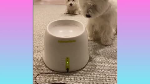 Cute and funny dogs compilation