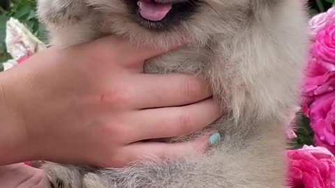 Cutest beautiful puppies you never seen #7