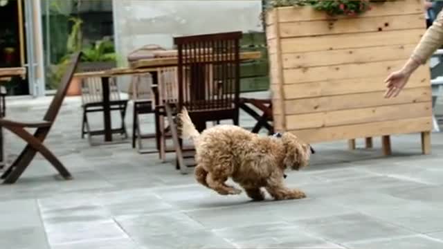 Cute Puppy is running with style | Best Style of Running With my Cute Puppy in 2021