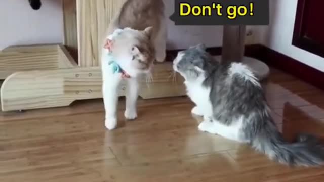 Cute & Funny Cats Videos Compilation