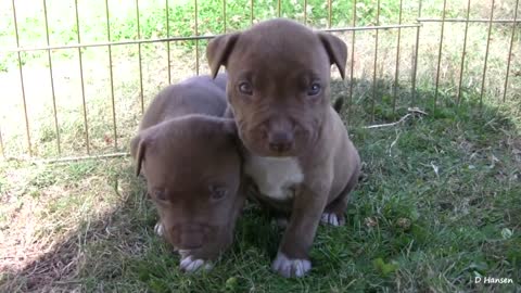 Pit Bull and Her Puppies!