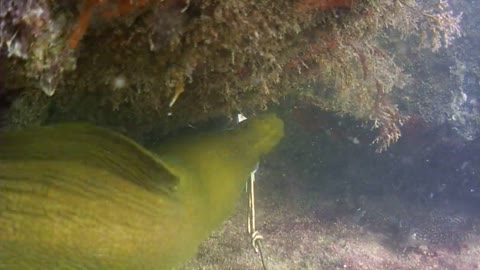 Green Moray EEL 2019