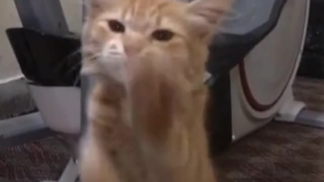 Cute Cat Dance With Music it's Talented Cat