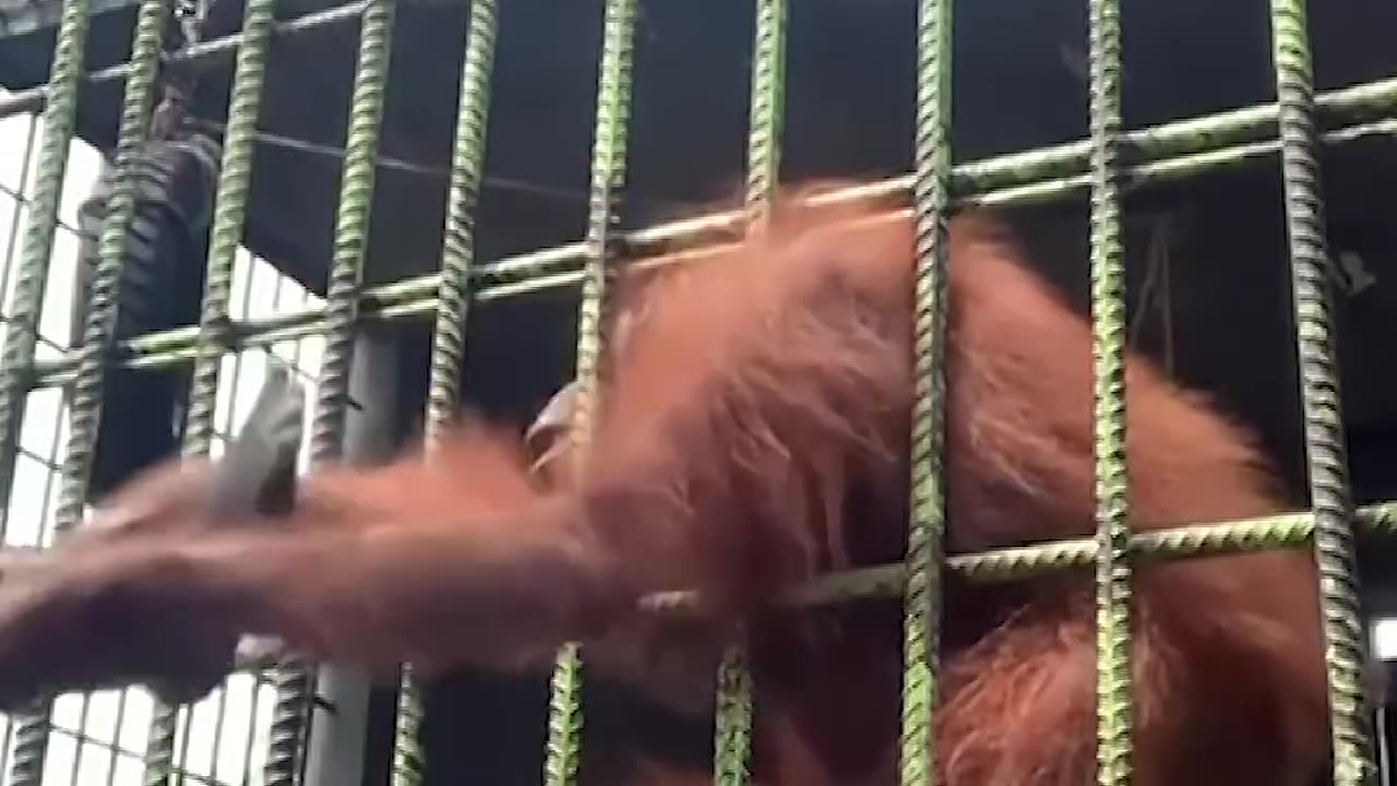 Orangutan grabs zoo visitor who jumped guardrail | USA TODAY #Shorts