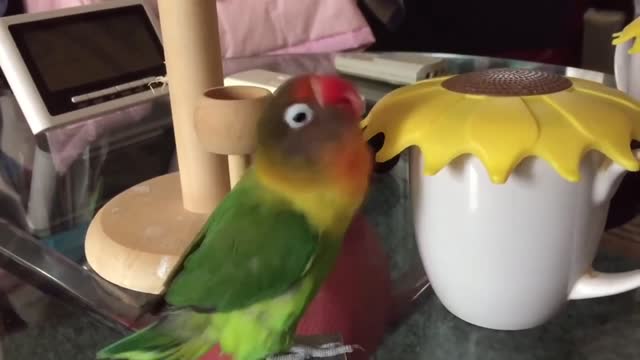 The parrot wants to open this cup, but I don’t know the reason