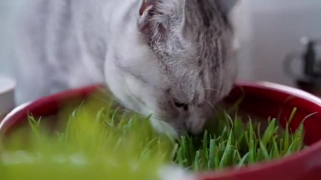 A pet is someone who stays with you when you're lonely.