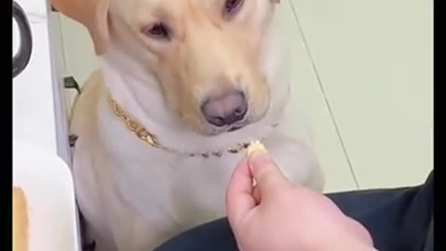 Unbelievable!!! Funny Dog Videos Try Not To Laugh 🦴🐕🐶