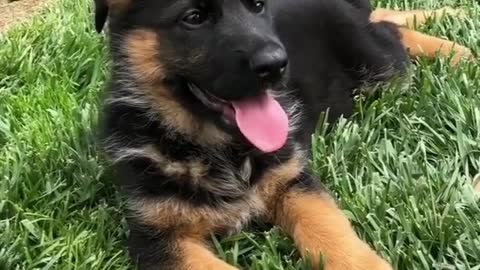 Very cute dogs lovely 🥰🥰🥰OMG
